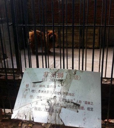 戲弄遊客的中國黑心動物園？2