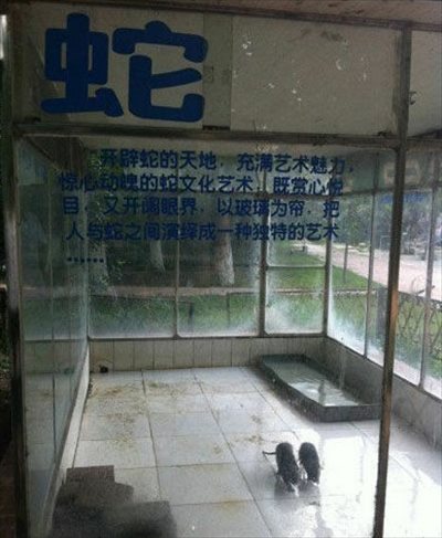 戲弄遊客的中國黑心動物園？4