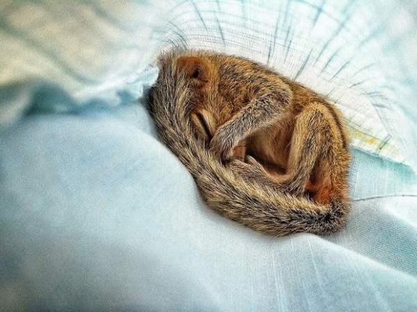 在各種奇怪地方睡著的花栗鼠寶寶9