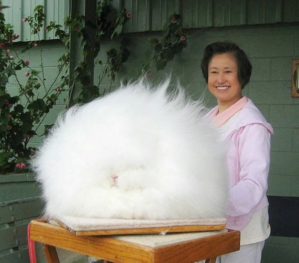 世界上最毛茸茸的兔子根本是顆大毛球1