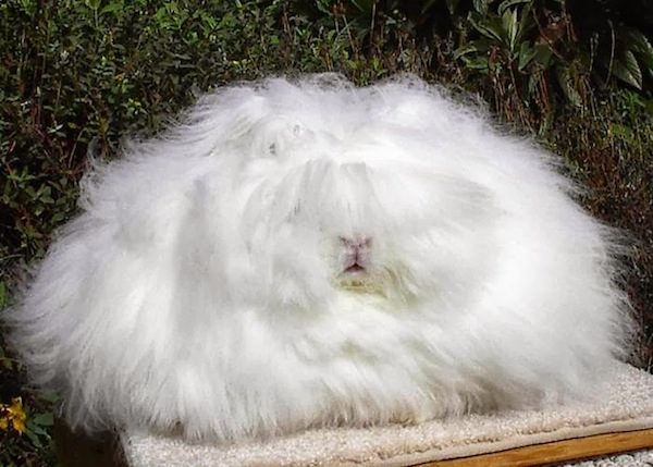 世界上最毛茸茸的兔子根本是顆大毛球2