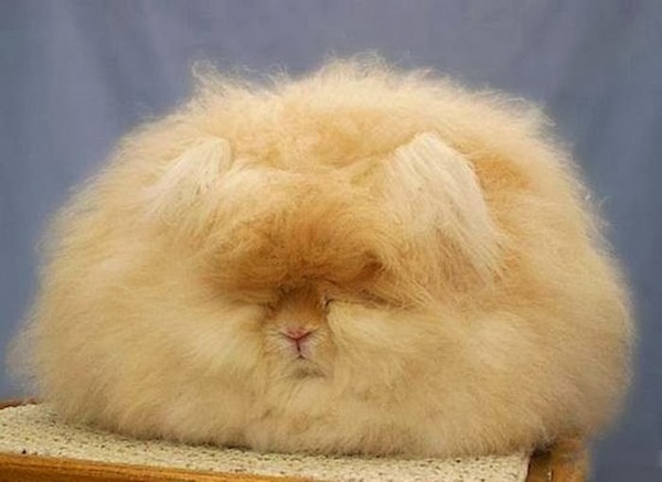 世界上最毛茸茸的兔子根本是顆大毛球3
