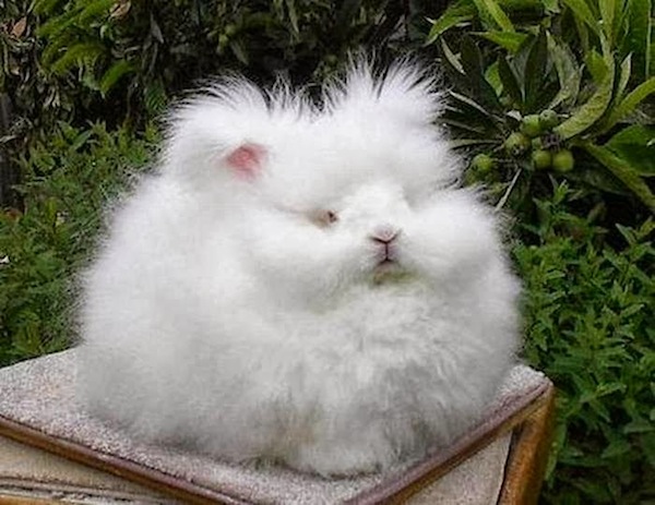 世界上最毛茸茸的兔子根本是顆大毛球4