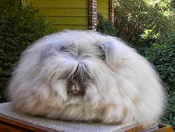 世界上最毛茸茸的兔子根本是顆大毛球5