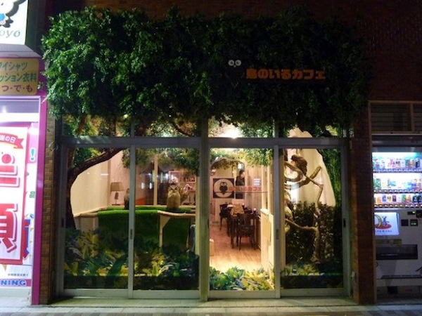 日本興起貓頭鷹咖啡店...是真的貓頭鷹！2