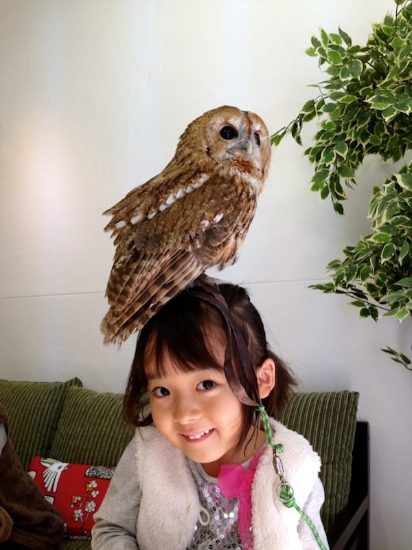 日本興起貓頭鷹咖啡店...是真的貓頭鷹！6