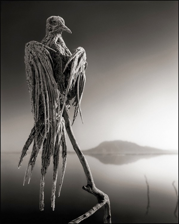 非洲的恐怖湖泊會把動物鈣化變雕像3