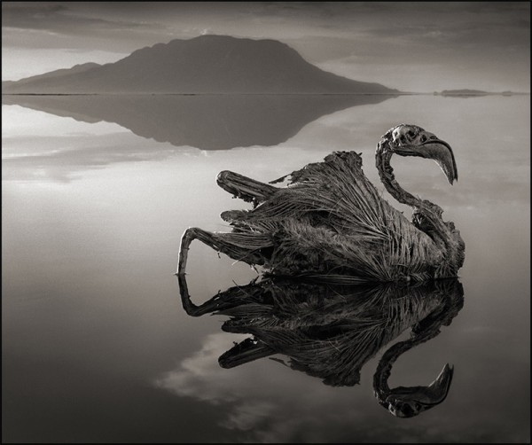 非洲的恐怖湖泊會把動物鈣化變雕像4