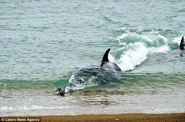 海獅好聰明！衝到海灘上躲殺人鯨的追殺2