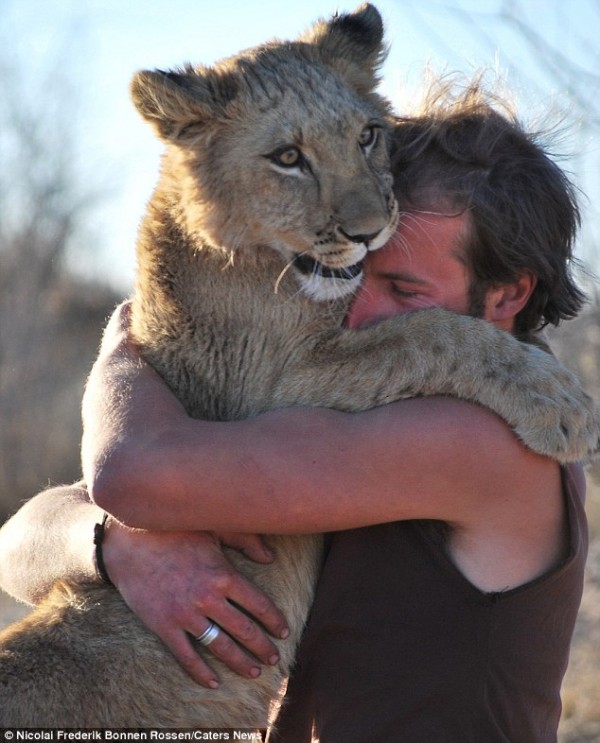 獅子跟人擁抱，擁抱動機是最美的部分...3