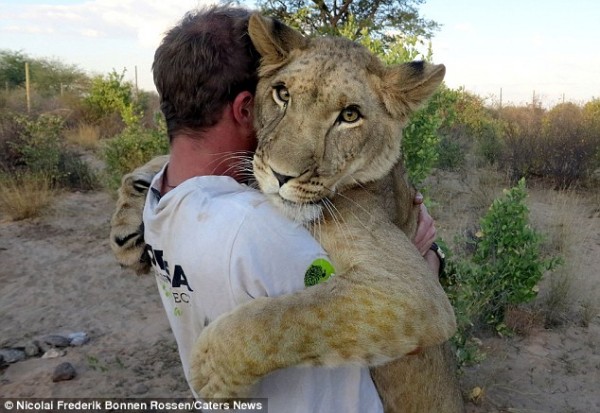 獅子跟人擁抱，擁抱動機是最美的部分...4