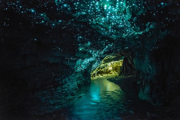 紐西蘭的螢火蟲寶寶讓整個洞穴看起來像銀河！1