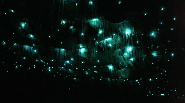 紐西蘭的螢火蟲寶寶讓整個洞穴看起來像銀河！2