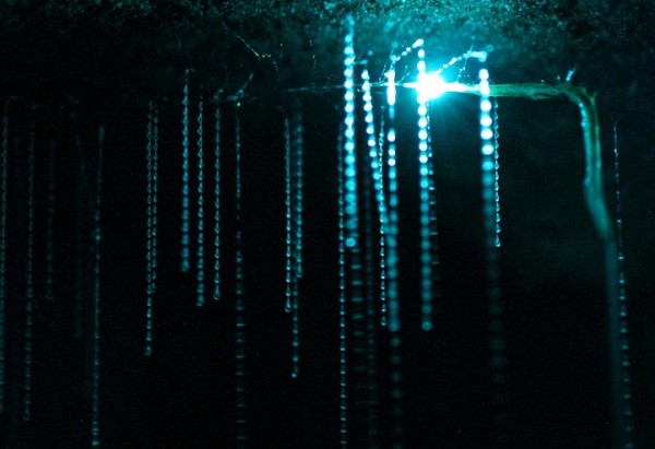 紐西蘭的螢火蟲寶寶讓整個洞穴看起來像銀河！3