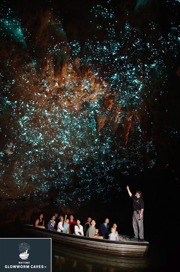 紐西蘭的螢火蟲寶寶讓整個洞穴看起來像銀河！5