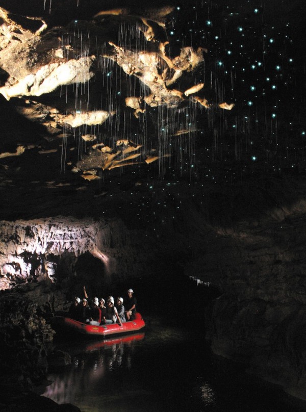 紐西蘭的螢火蟲寶寶讓整個洞穴看起來像銀河！6