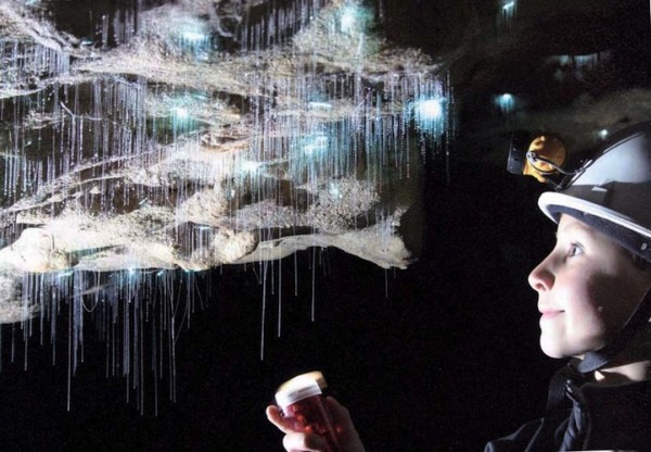 紐西蘭的螢火蟲寶寶讓整個洞穴看起來像銀河！7