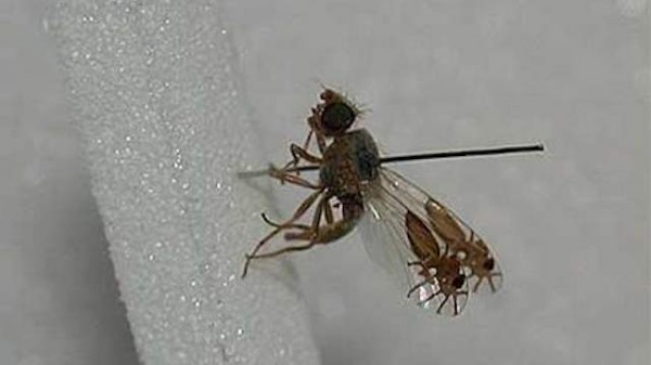 超強演化！果蠅的翅膀上長出螞蟻圖案1