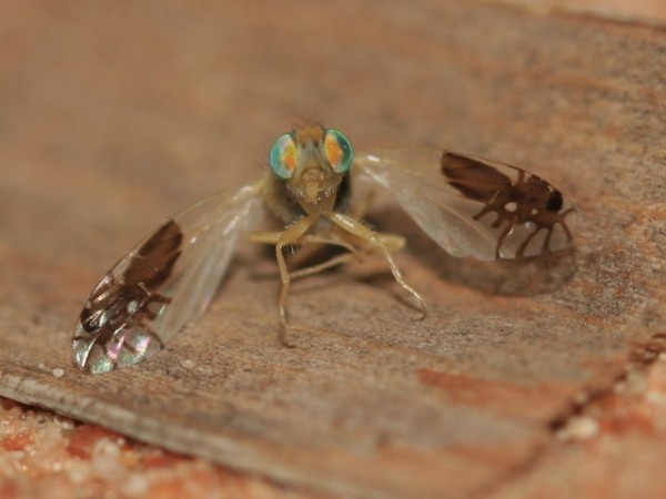超強演化！果蠅的翅膀上長出螞蟻圖案2
