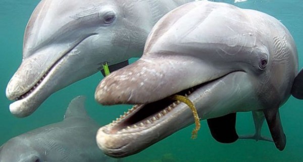 送海草當送花！關於海豚的11個可愛事實1