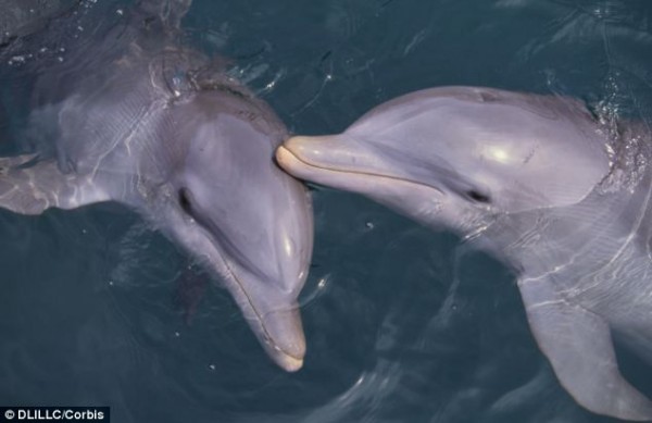 送海草當送花！關於海豚的11個可愛事實3
