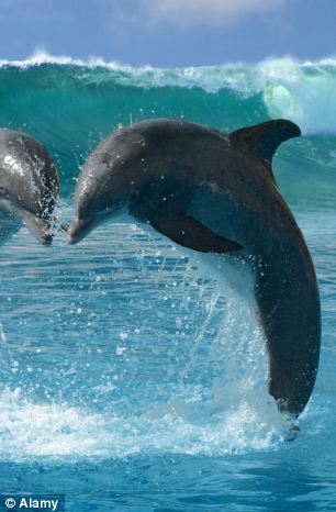 送海草當送花！關於海豚的11個可愛事實9