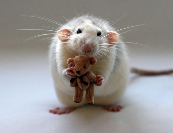 老鼠超愛小熊娃娃11