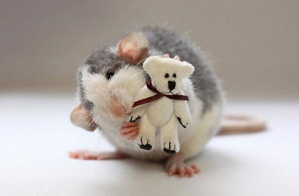 老鼠超愛小熊娃娃13