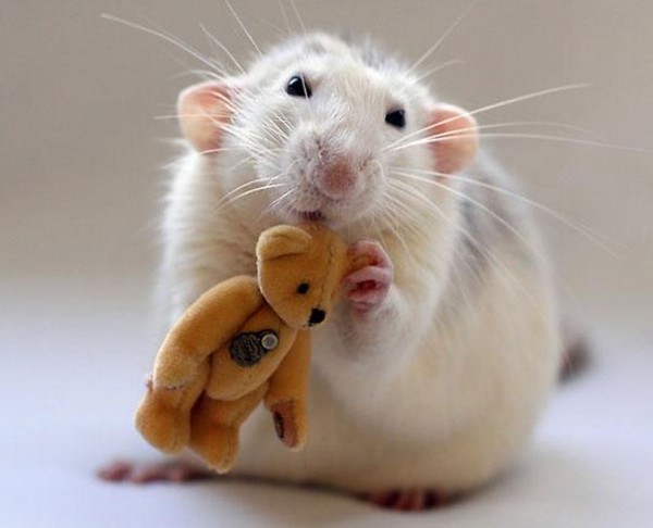 老鼠超愛小熊娃娃14