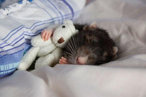 老鼠超愛小熊娃娃！1