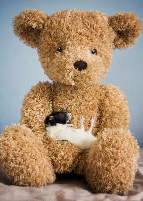 老鼠超愛小熊娃娃！10