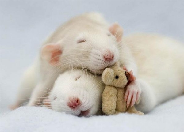 老鼠超愛小熊娃娃！2