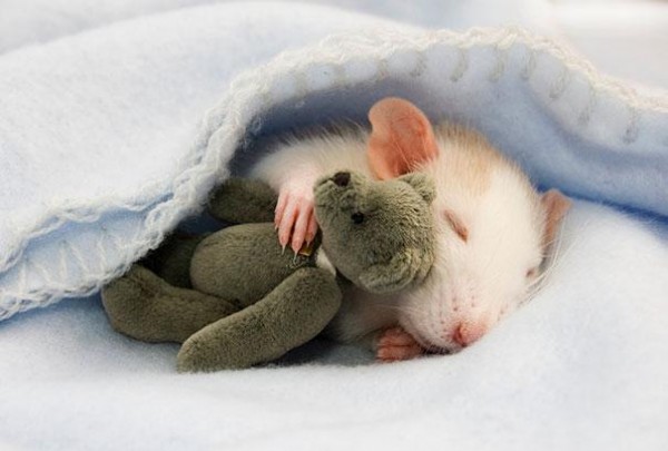 老鼠超愛小熊娃娃！3