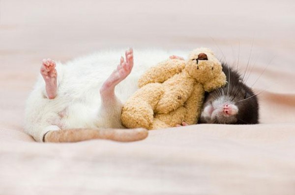 老鼠超愛小熊娃娃！4