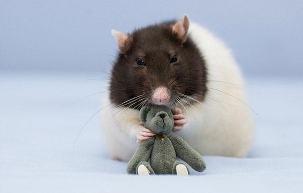 老鼠超愛小熊娃娃！5