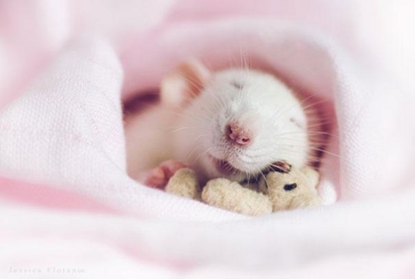 老鼠超愛小熊娃娃！7