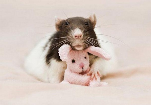 老鼠超愛小熊娃娃！8