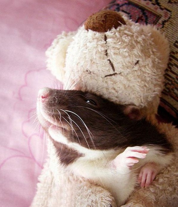 老鼠超愛小熊娃娃！9