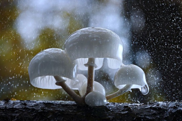 蘑菇10