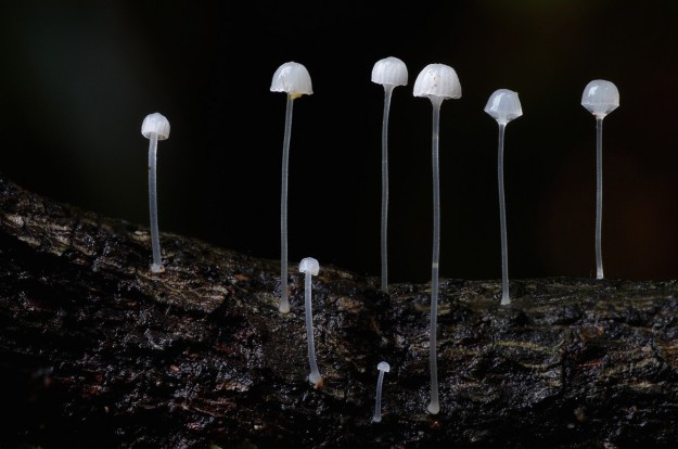 蘑菇13
