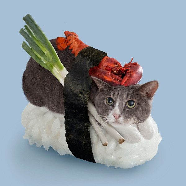 壽司貓1