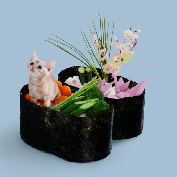 壽司貓10