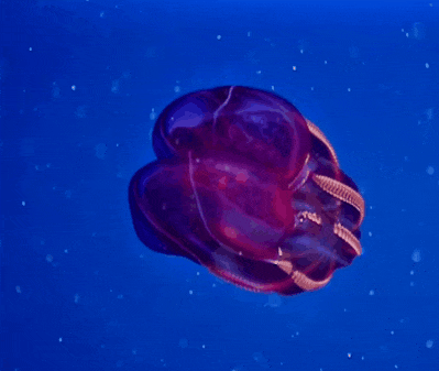 深海生物11