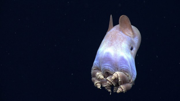 深海生物15