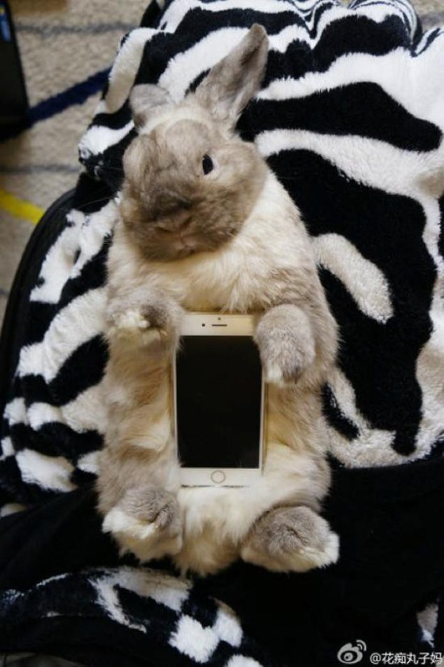 真兔手機殼11