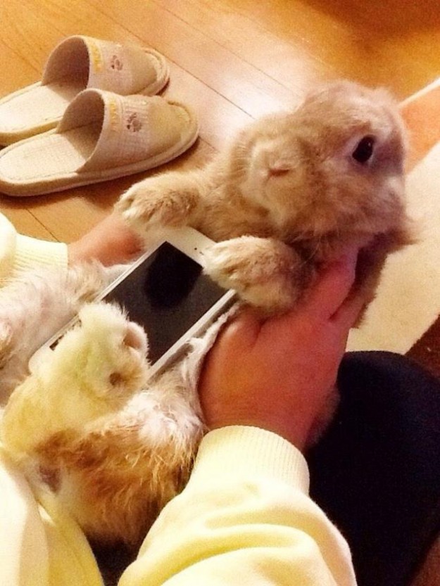 真兔手機殼3