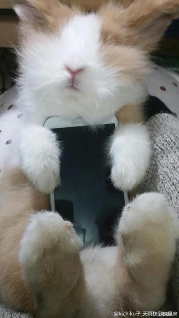 真兔手機殼7