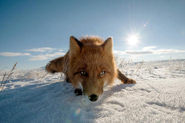 北極狐狸10