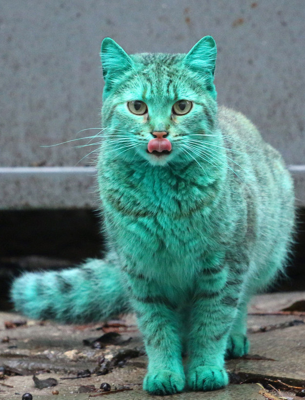 綠色貓咪4