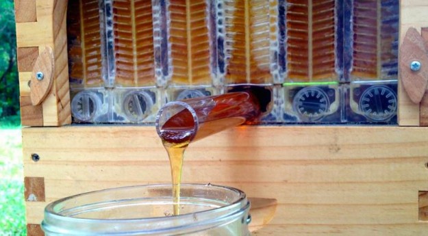 採蜂蜜1